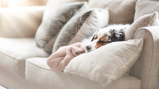 Cozy dog couch blanket pillow free wallpaper for desktop - medium preview image
