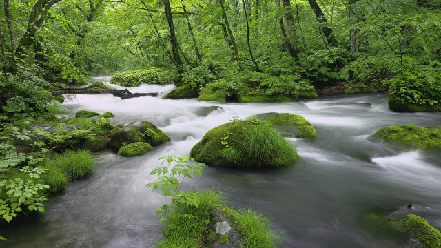 Lush forest stream moss rocks free wallpaper for desktop - medium preview image