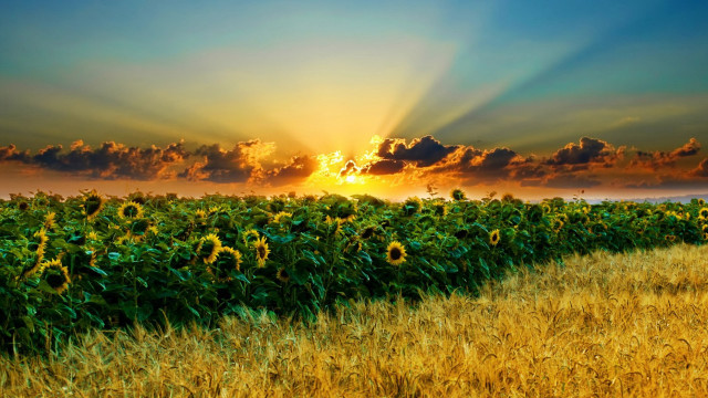 Sunflower field clouds sunset horizon free wallpaper for desktop - medium preview image
