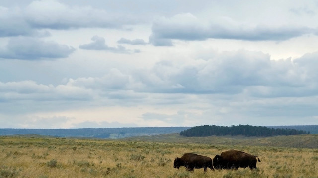 Buffalo grazing cloudy sky distant free wallpaper for desktop - medium preview image
