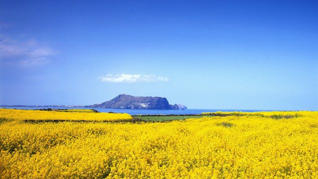 Yellow flower field mountain sky free wallpaper for desktop - medium preview image