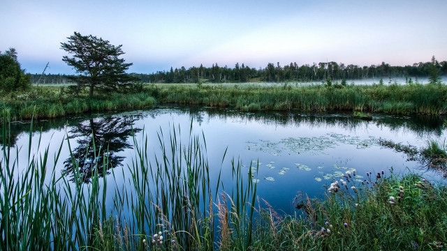 Pond trees foggy sky nature free wallpaper for desktop - medium preview image