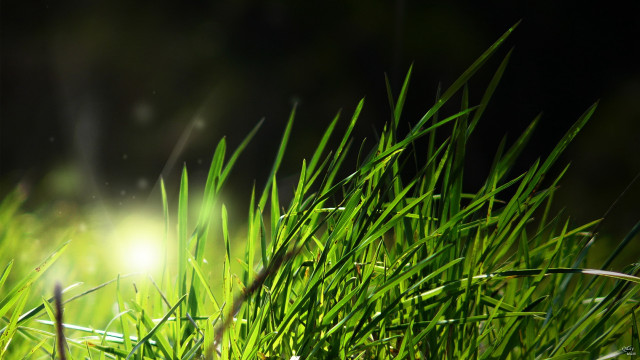 Grass light shining bamboo fireflies free wallpaper for desktop - medium preview image