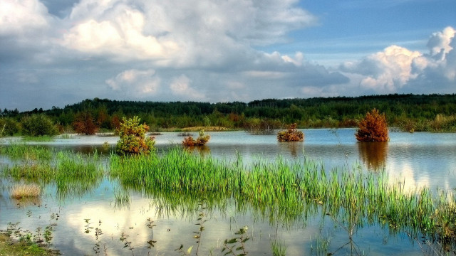 Lake forest sky flowers meadow free wallpaper for desktop - medium preview image