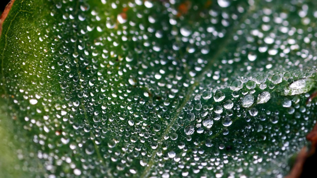 Green leaf water droplets macro #25 free wallpaper for desktop - medium preview image