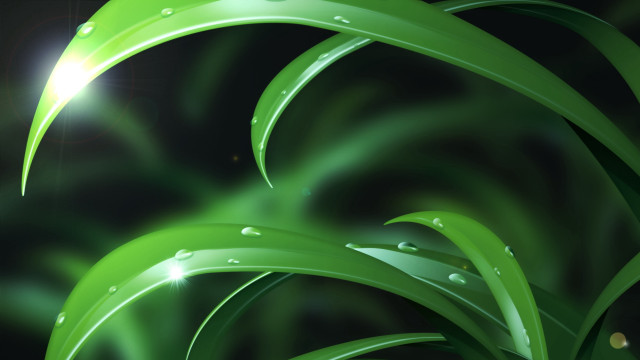 Green plant water drops bright free wallpaper for desktop - medium preview image