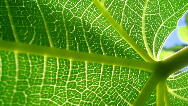 Green leaf blue sky macro #5 free wallpaper for desktop - medium preview image