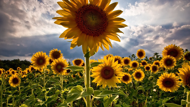 Large sunflower field cloudy sky free wallpaper for desktop - medium preview image