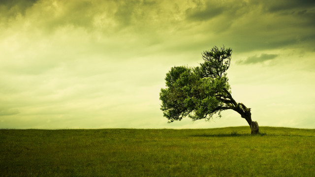 Lone tree grassy field cloudy #15 free wallpaper for desktop - medium preview image