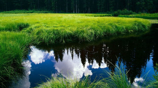 Stream green field forest trees free wallpaper for desktop - medium preview image
