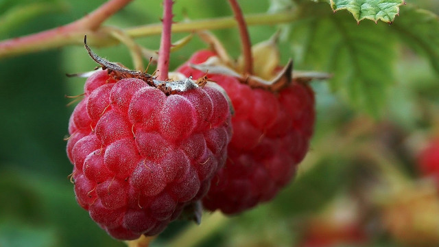 Raspberries branch leaves bokeh macro free wallpaper for desktop - medium preview image