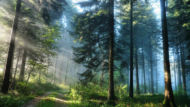 Forest path sunlight fog bench free wallpaper for desktop - medium preview image