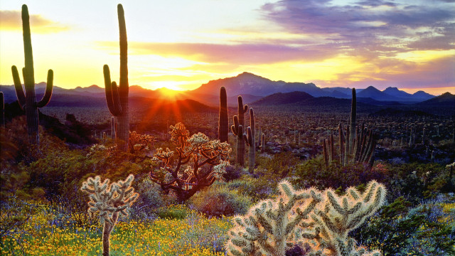 Desert cactus mountains sunset landscape free wallpaper for desktop - medium preview image