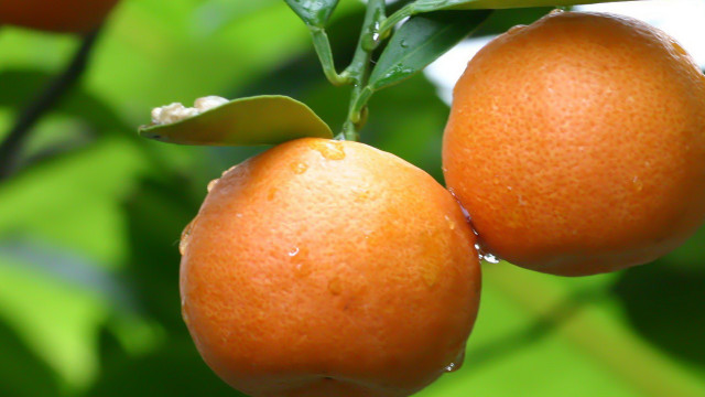 Oranges hanging leaves water droplets free wallpaper for desktop - medium preview image