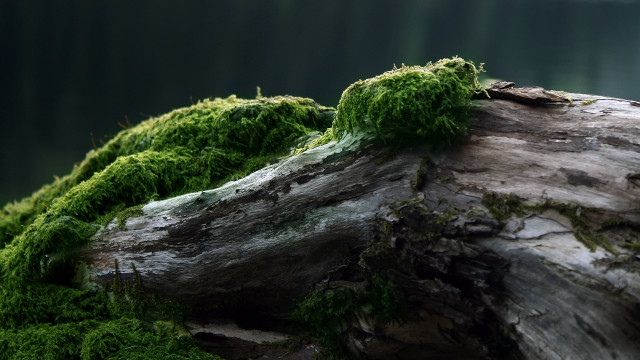 Moss covered log forest lake free wallpaper for desktop - medium preview image