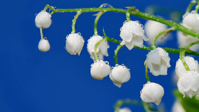 White flowers water drops blue free wallpaper for desktop - medium preview image