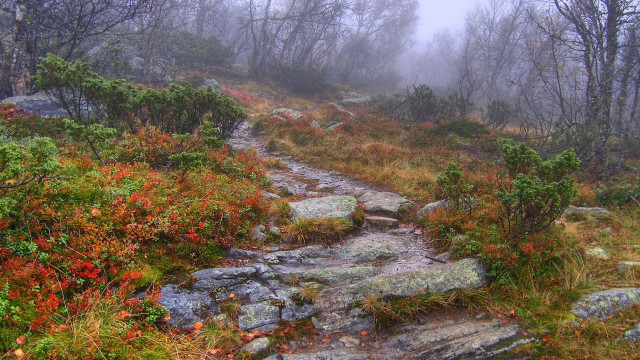 Woodland trail fog autumn leaves free wallpaper for desktop - medium preview image