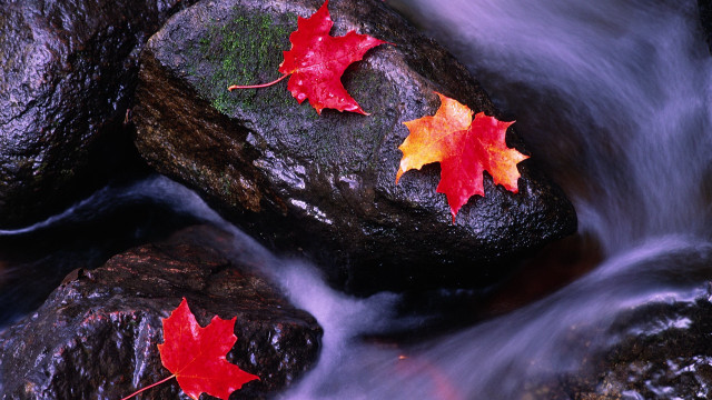 Stream rocks leaves water night free wallpaper for desktop - medium preview image