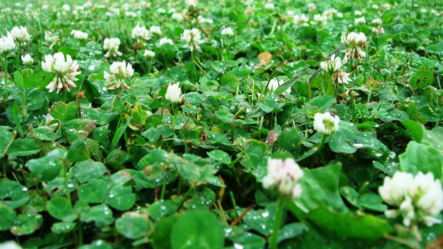 Clover water droplets green leaves free wallpaper for desktop - medium preview image