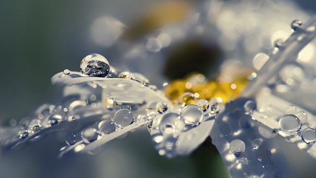 Flower water droplets macro art #3 free wallpaper for desktop - medium preview image