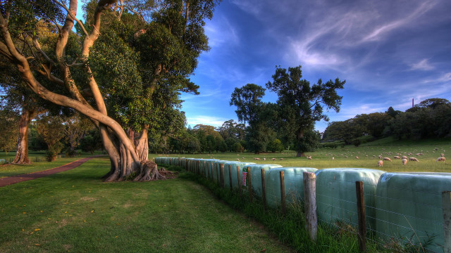 Fenced field sheep grass trees free wallpaper for desktop - medium preview image