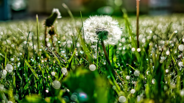 Dandelion water droplets macro blurry free wallpaper for desktop - medium preview image