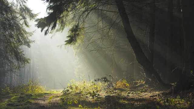 Forest path sunbeams light rays free wallpaper for desktop - medium preview image