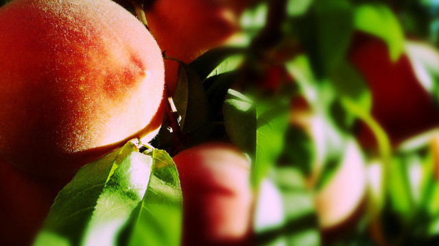 Peach branch leaves sunlight impressionist free wallpaper for desktop - medium preview image