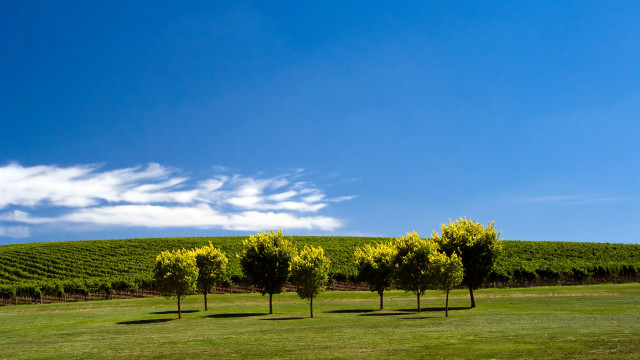 Field trees blue sky clouds #16 free wallpaper for desktop - medium preview image