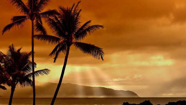 Palm trees beach cloudy sunset free wallpaper for desktop - medium preview image