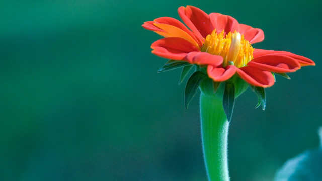 Red flower yellow center macro #3 free wallpaper for desktop - medium preview image