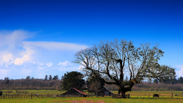 Tree bird field barn fence free wallpaper for desktop - medium preview image