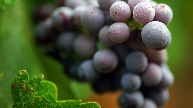 Grapes vine field leaf impressionism free wallpaper for desktop - medium preview image