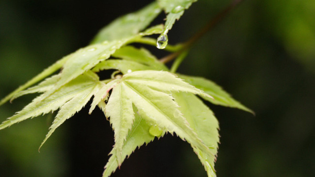 Green leaf water drops macro #21 free wallpaper for desktop - medium preview image