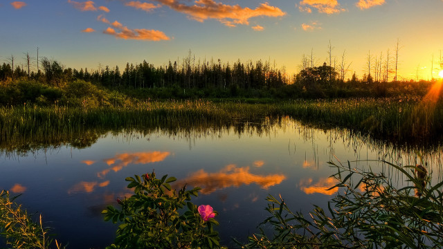 Lake pink flower sunset clouds free wallpaper for desktop - medium preview image