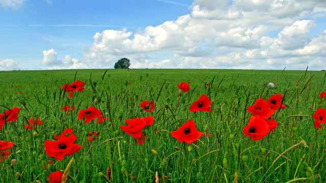 Red flower field blue sky #8 free wallpaper for desktop - medium preview image