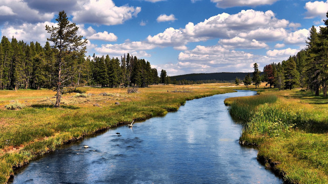 Lush forest stream river sunny free wallpaper for desktop - medium preview image