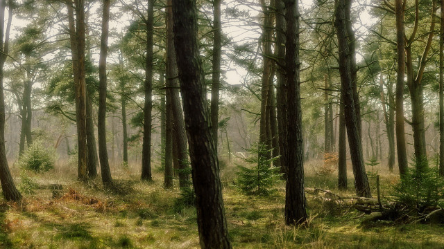 Forest bushes trees sunlight ruins free wallpaper for desktop - medium preview image