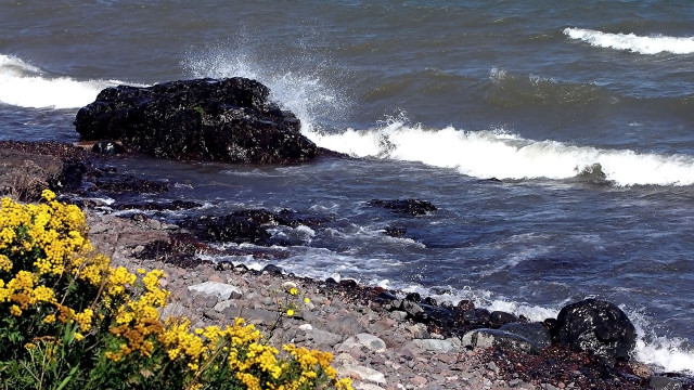 Rocky shore waves yellow flowers free wallpaper for desktop - medium preview image
