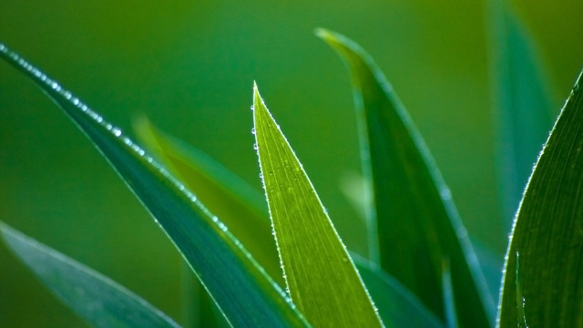 Green plant water drops macro #5 free wallpaper for desktop - medium preview image