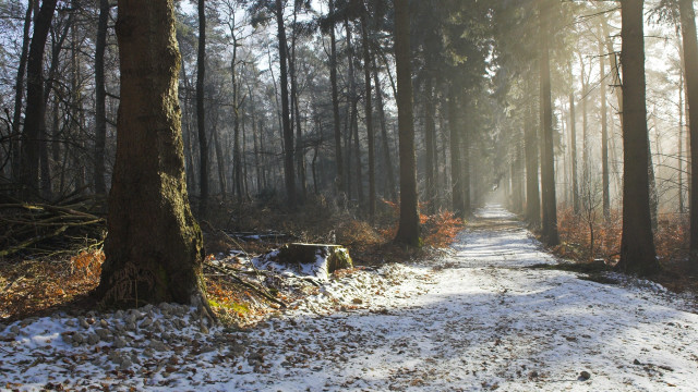Winter forest snowy path trees free wallpaper for desktop - medium preview image