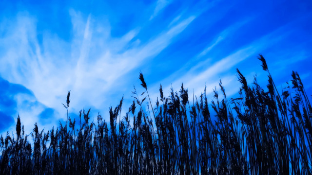 Blue sky clouds tall grass #2 free wallpaper for desktop - medium preview image