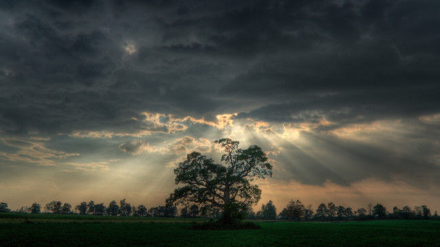 Tree field clouds sunrays mountains free wallpaper for desktop - medium preview image
