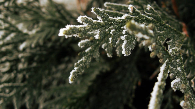 Snowy tree ice branches macro free wallpaper for desktop - medium preview image