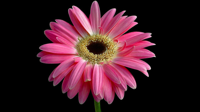 Pink flower yellow center black free wallpaper for desktop - medium preview image