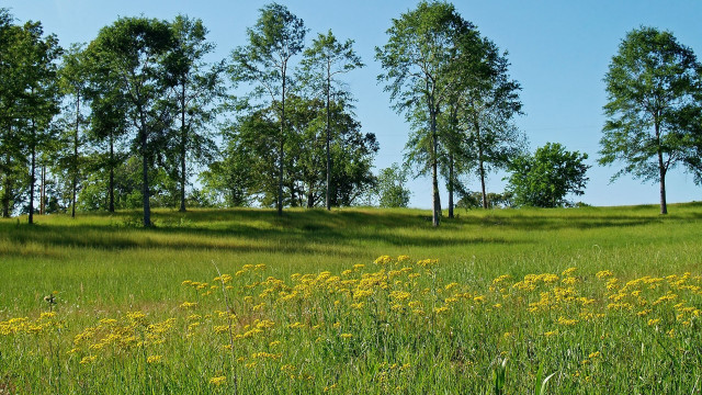 Field trees grass blue sky free wallpaper for desktop - medium preview image