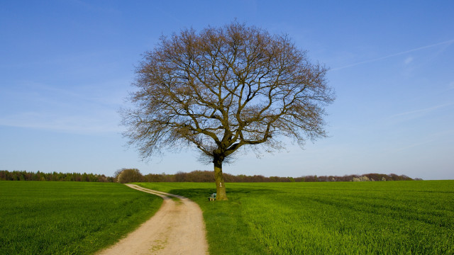 Dirt road green field tree free wallpaper for desktop - medium preview image