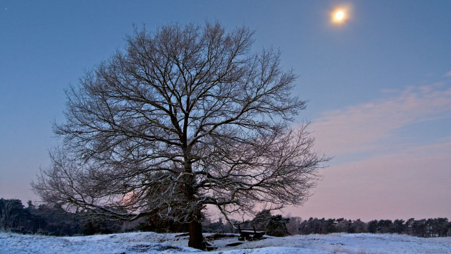 Snowy tree moon bench winter free wallpaper for desktop - medium preview image