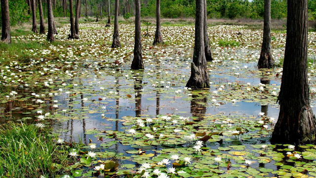 Swamp waterlilies trees bridge cityscape free wallpaper for desktop - medium preview image