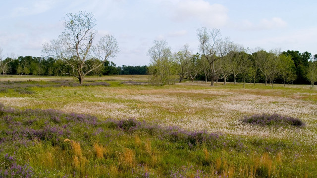 Field trees flowers blue sky free wallpaper for desktop - medium preview image